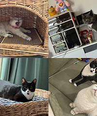 ����3ֻè��ţ��񲣬һ���´���2����