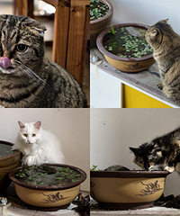 猫守着鱼缸喝鱼汤,10条鱼只剩俩了
