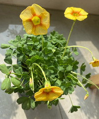 ��һ���������ݣ�20��Ŀǰ����8��