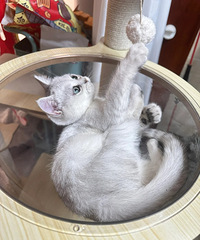 [����]èһ�����ǣ�����è��˵������ץ�ˣ������ؽ���������