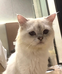 [����]���Ѱ�è��ȥ���֣��ͻ���������2è��èή�Ҳ������