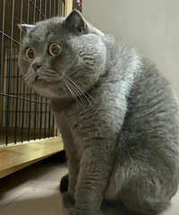 è�����̲��ԣ����������è���ܵö��ٷ�