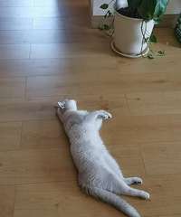 [����]è�����̲��ԣ������������è���ܵö��ٷ֣���������