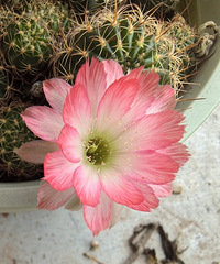 ������ÿ�ο�����ɫ����һ����������ô���ȶ���