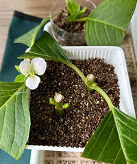 6��Ǥ��������ż��Ŀ�����