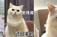 ���ȥ���ֵ�è�������ˣ�Ҫ������èή�Ҳ���