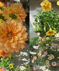 ��һ���������ݣ�20��Ŀǰ����8��