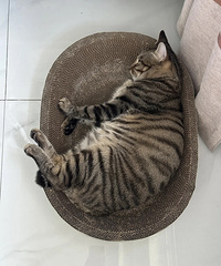 �񵽸���β�͵�è����æ����������β��