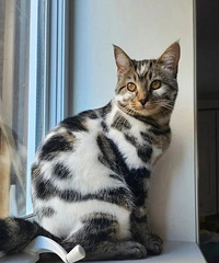 ���ļ���ֻè������ȫ��������Ĵ���ʯ��è