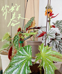 ����������ﺣ�ģ�������