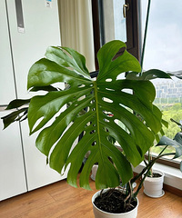 �걳����Ҷ��������ֱ����60cm��