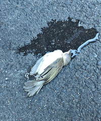 40�ȸ��£�С��ֱ����û�ˣ����ǵĳ��ﻹ����