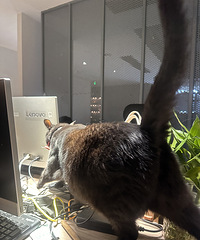 [����]������ͬ�¹����г��ڴ�߶ȣ�˫���լ��ס���ɲ�����