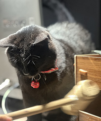 ͬ�³�������˫���լ��ס�������ɲ�����С��