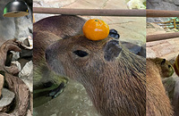 ���������˿�Ƥ��������ͷ����񿨳��ܰ��˴���