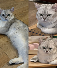 ������èȦզ�������ǿ���������