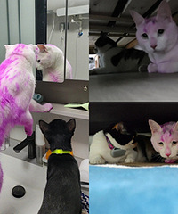 老人看不惯白猫,直接给猫染色了