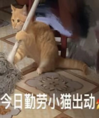 [����]һЩ�ʺ����˵�����飬����������ʳ���ë����