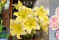 ����ֱ��9���ʻ�ſ��ٺ�õ���춥�����30+