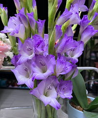 ���л����ɣ�30����С���ر����ɫ������ֵ