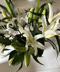 �ѰٺϵĻ����ժ�ˣ���Ȼ���ӳ�����