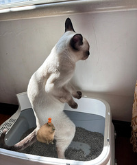 ����èΪɶ��ϲ��վ�������Σ������������