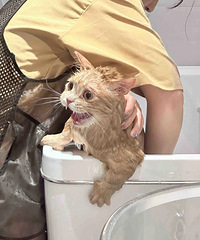 [ץ��]��Ƣ�������èϴ����ѣ�è�����ܾ��Ƿɣ�����ϴ��С��