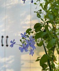 ����42�ȵ��죬���ǵĻ����ݲݻ�����