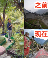 小伙花光积蓄在荒废宅基地,建6000㎡花园