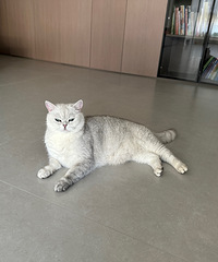 ����첻���յ���è��Ҫ�ȳɹ��ˣ�һֱ�в�ͣ