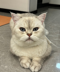 ����è���ݷ������ˣ�3ֻСè���峤��һ��