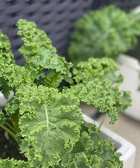 ��¥������һ��Ѳˣ�û��þͱ���ܲ���