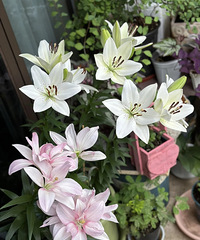 6��ֱ������İٺϻ��򣬸��������¿�����