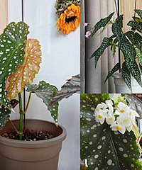 ����������ﺣ�ģ�������