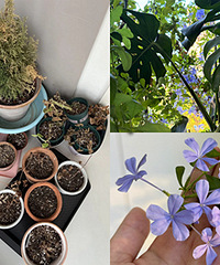 ����42�ȵ��죬���ǵĻ����ݲݻ�����