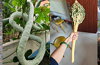 ����һЩϡ��ŹֵĹϣ���������һ�����ܳ���