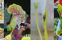 ����һ��ƿ�ӲݺͲ�Ӭ�ݣ���Ȼץ���˱ڻ��Ͳ�Ӭ