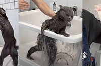 ��Ƣ�����èϴ����ʲô���飬ȫ������ϲ��������