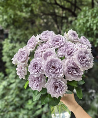 �����ܴ�������ϻ�԰õ�壬45Ԫ2��20֦