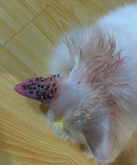 [�ɰ�]��������17ֻè��Ϊ������è���Լ���ë����װ�޺���ס