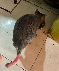 ����èβ�Ͷ���һ�أ���ƤҲû�ˣ�˭�ɵİ�