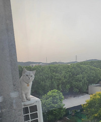 �ھ���è���ⴰ������è��ʮ��¥�Ŀյ�����ϱ��Q