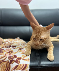 [����]�칫������3����ͬ�£���ߣè�߳�ѩ�⣬���̫������