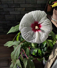 ��ܽ�صڶ��ָ�����6��������������