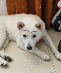 ���¹�������ҲҪ��ױ����Ҷü����������Ц������