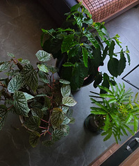 �·��ֵ����˽�ˮ����ֱ����ˮͰһ���ܹ�2��