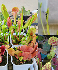 ����ƿ�ӲݺͲ�Ӭ�ݣ�ץ���˱ڻ�����Ӭ