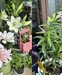 直播间买的百合花球,高温烈日下开花了