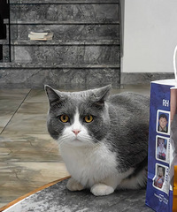 �г�ҩ����è��θ��������ã�but���и�������