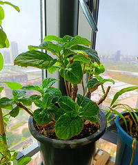 ���򻨶��Ŀ����У�Ŀǰ״̬���ã�ϣ���ܳɹ�